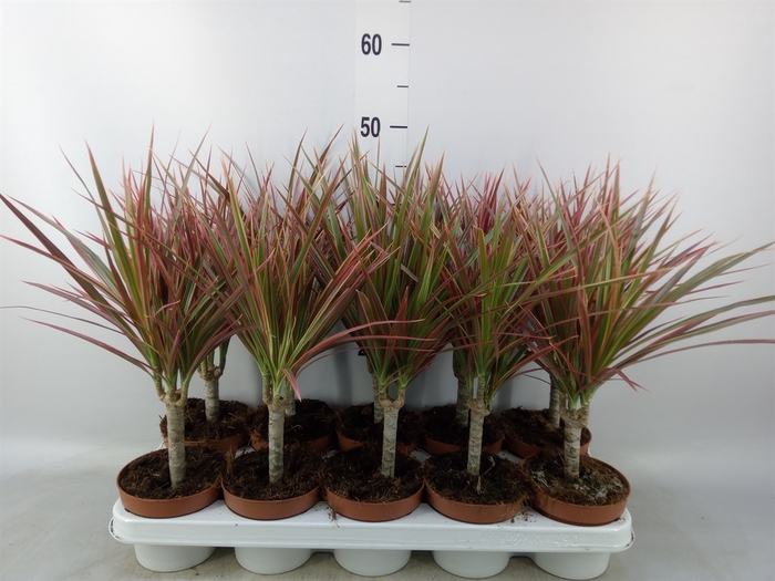 <h4>Dracaena marg. 'Colorama'</h4>