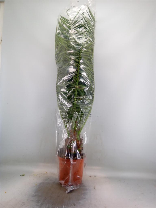 <h4>Phoenix canariensis</h4>