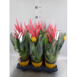 Tillandsia  'Ziva'