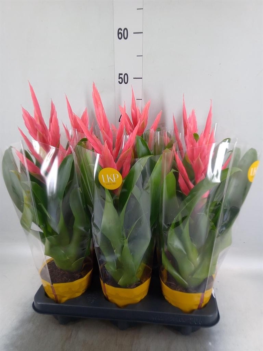 <h4>Tillandsia 'Ziva'</h4>