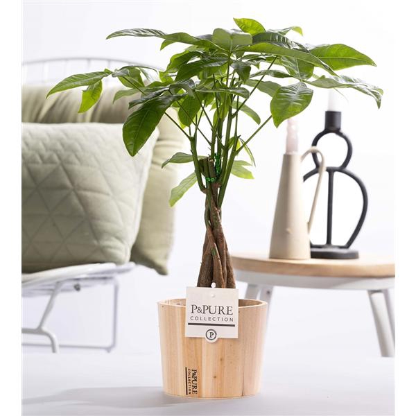 <h4>Pachira Aquatica in P&PURE wood pot</h4>