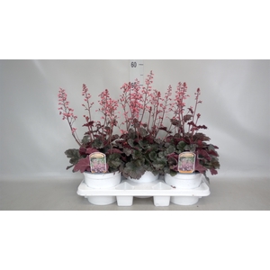 Heuchera  'Paris'