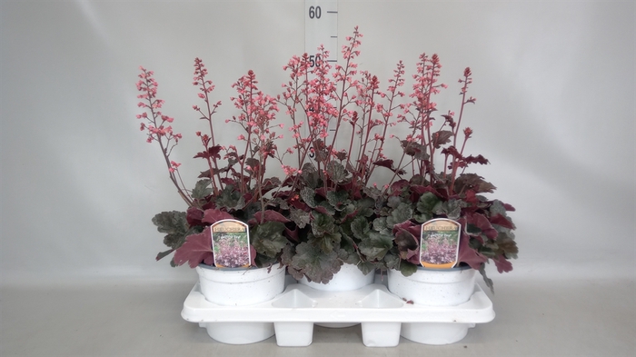 <h4>Heuchera  'Paris'</h4>