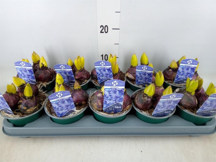 <h4>Hyacinthus orie. 'Aqua'</h4>