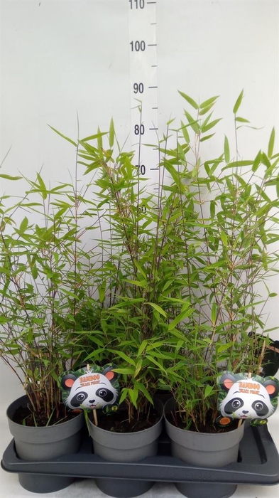 <h4>Fargesia nitida 'Black Pearl'</h4>