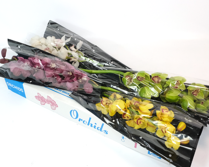 <h4>Cymbidium Gr Gemengd</h4>