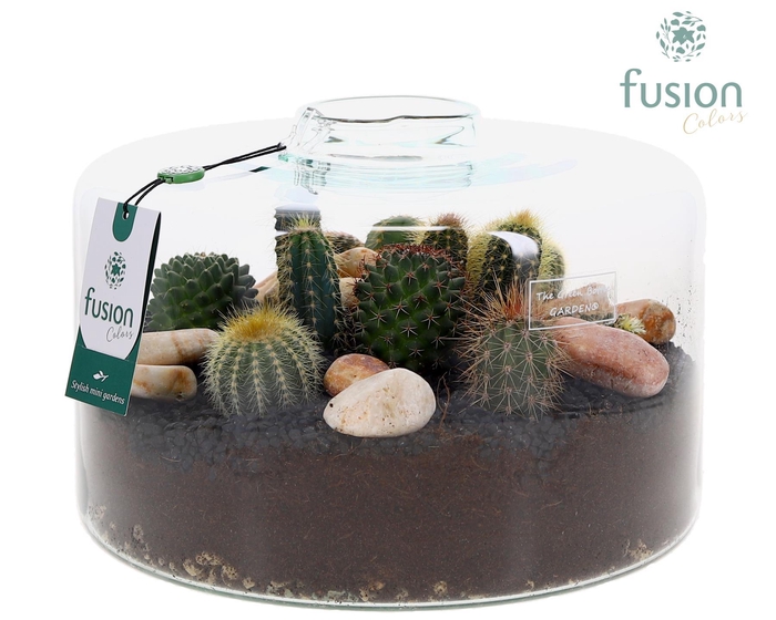 <h4>Green Bottle Kyra XLarge met Cactussen arrangement</h4>