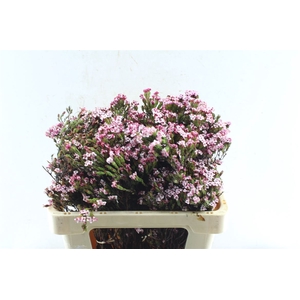 Kaaps Erica Four Sisters