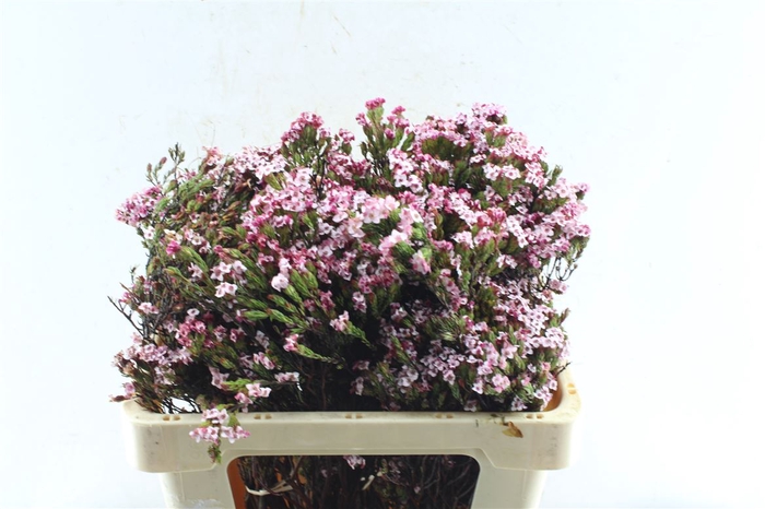 <h4>Kaaps Erica Four Sisters</h4>