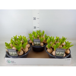 Hyacinthus orie. 'Pearl White'