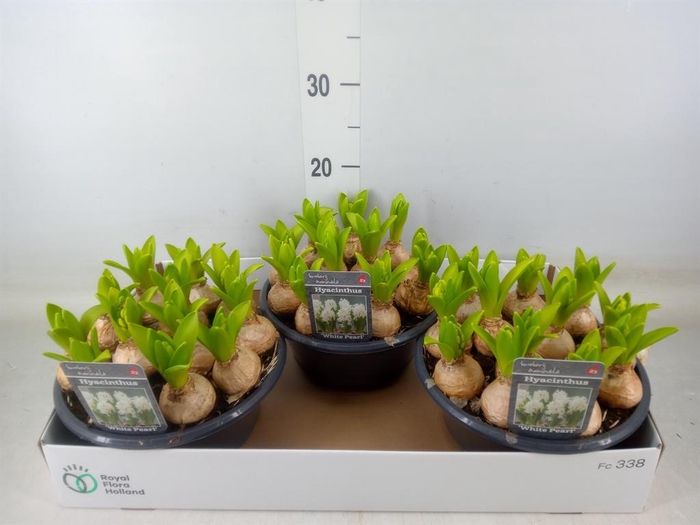 <h4>Hyacinthus orie. 'Pearl White'</h4>