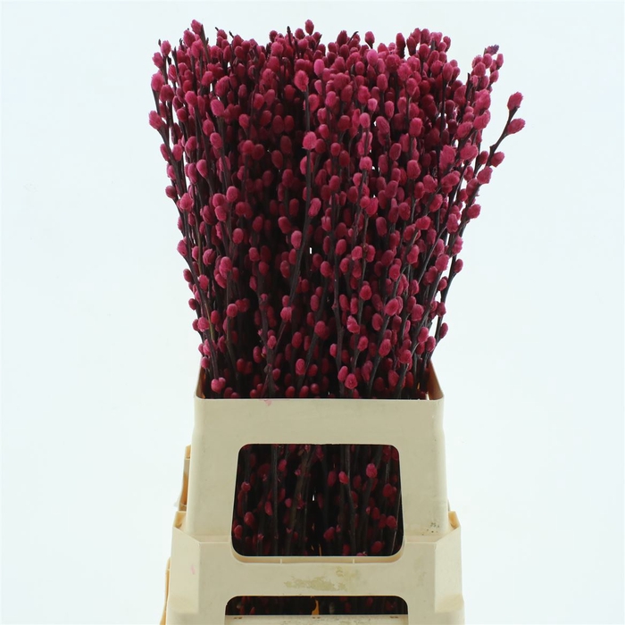 <h4>Salix Snow Flake Klb Cerise</h4>