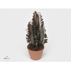 Euphorbia Trigona Rubra in Star Pot