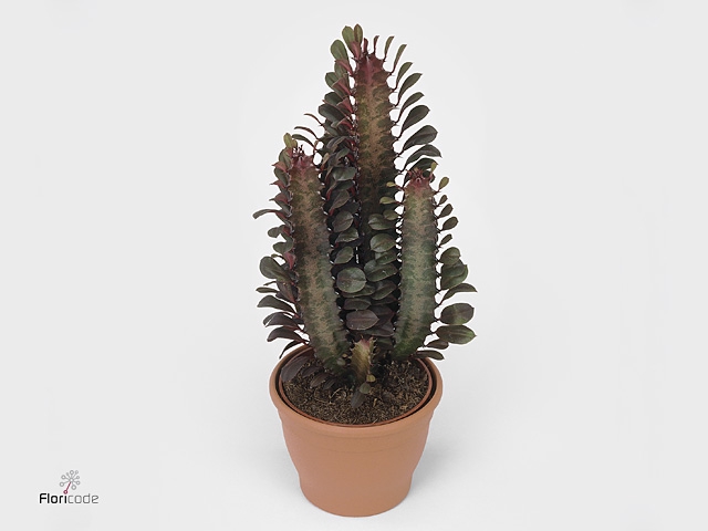 Euphorbia Trigona in Maya Green pot