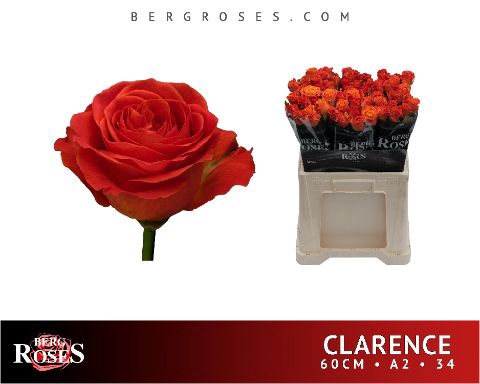 <h4>R Gr Clarence Berg A2</h4>