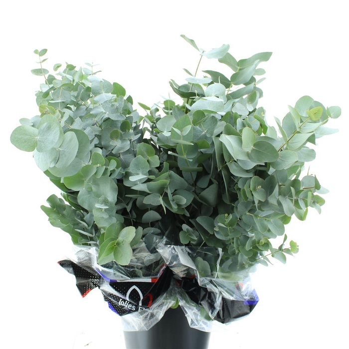 <h4>EUCA CINEREA 200GRAM PREMIUM FRANCE</h4>