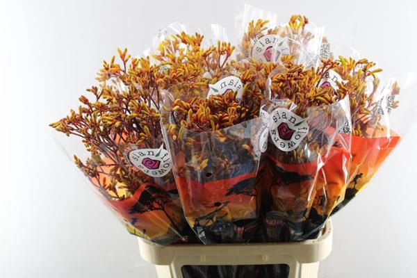 <h4>Anigoz Gold Fever (or) L 90</h4>