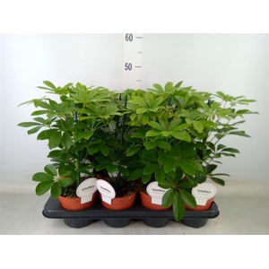 Schefflera arbor. 'Nora'