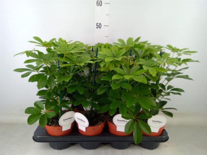 <h4>Schefflera arbor. 'Nora'</h4>