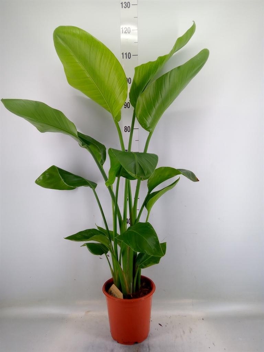 <h4>Strelitzia nicolai</h4>