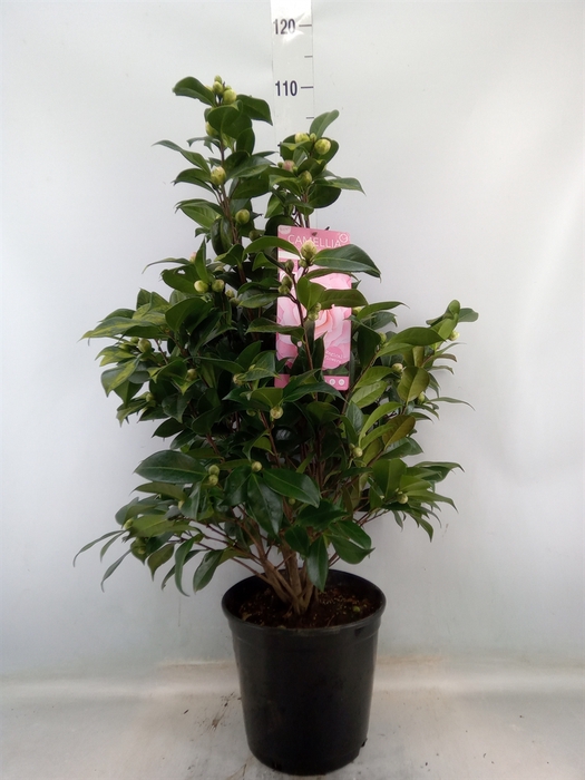 <h4>Camellia japonica</h4>