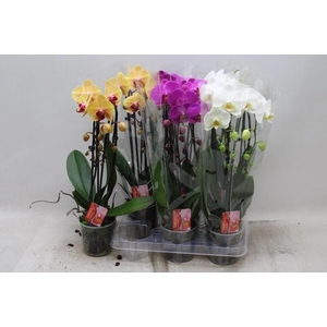 PHAL EL CASCADE