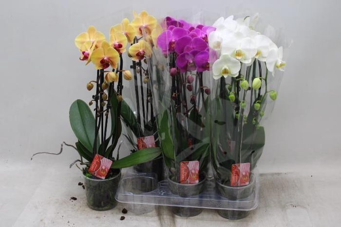<h4>PHAL EL CASCADE</h4>