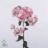 Dianthus Ba Am Neon Mix 