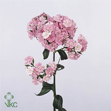 Dianthus Ba Am Neon Mix 
