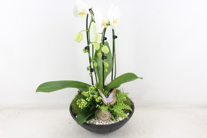 <h4>arr2 PL - Ebbischaal x2 phal. wit</h4>