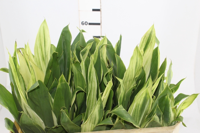 <h4>DRACENA ALBA MACO</h4>