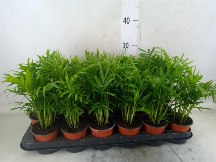 <h4>Chamaedorea elegans</h4>