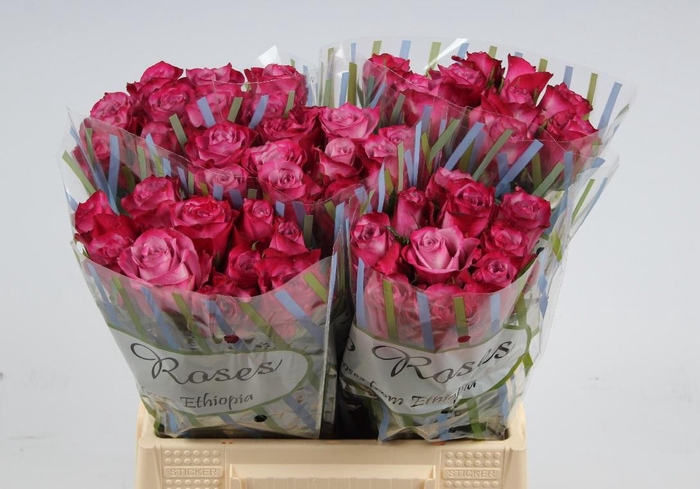 <h4>R GR DEEP PURPLE</h4>