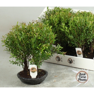 BONSAI OV