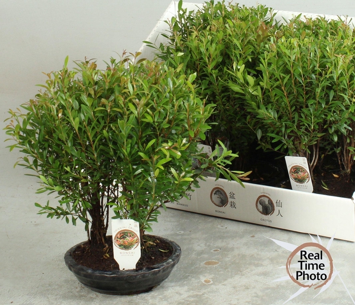 <h4>BONSAI OV</h4>