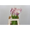 Zantedeschia Eydolls Purple White