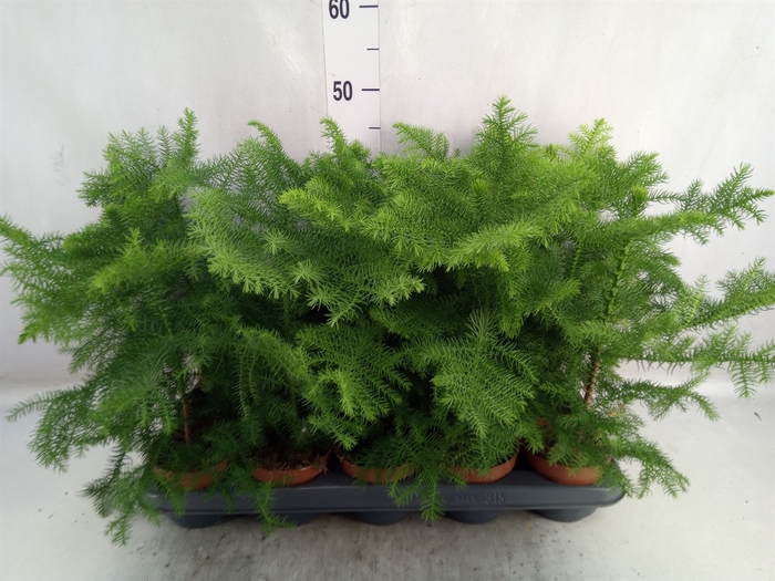 <h4>Araucaria heterophylla</h4>