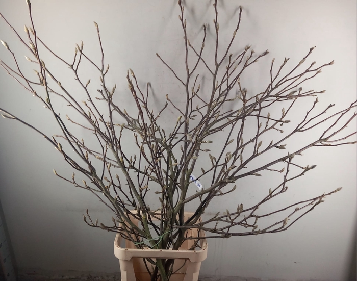 MAGNOLIA SOULANGEANA 160CM