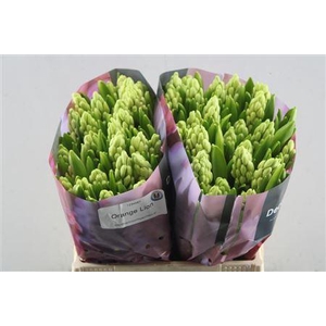 Hyac Orange Lion (noort)