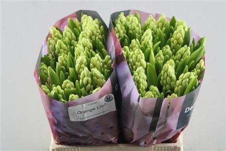 <h4>Hyac Orange Lion (noort)</h4>