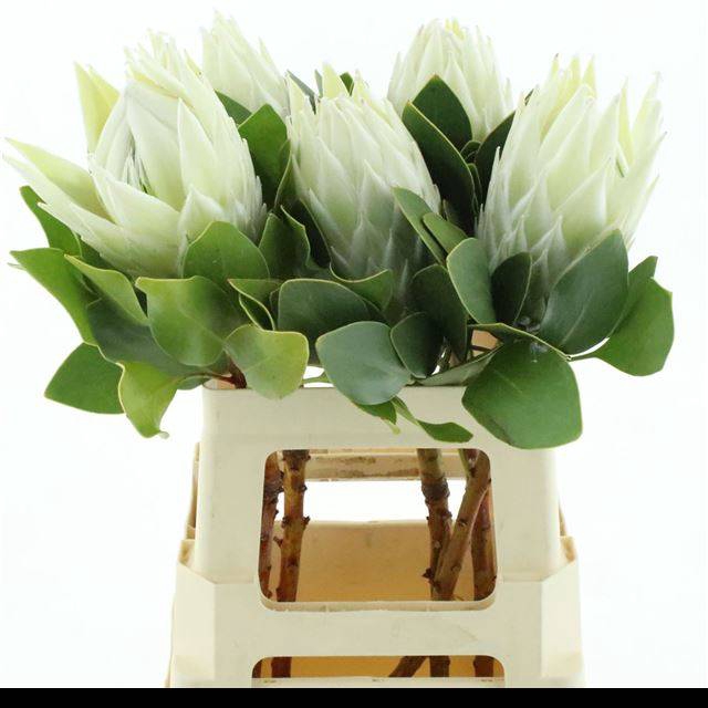 <h4>PROTEA WHITE NIGHT</h4>