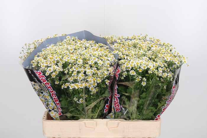 <h4>Tanacetum Pa Single Vegmo</h4>