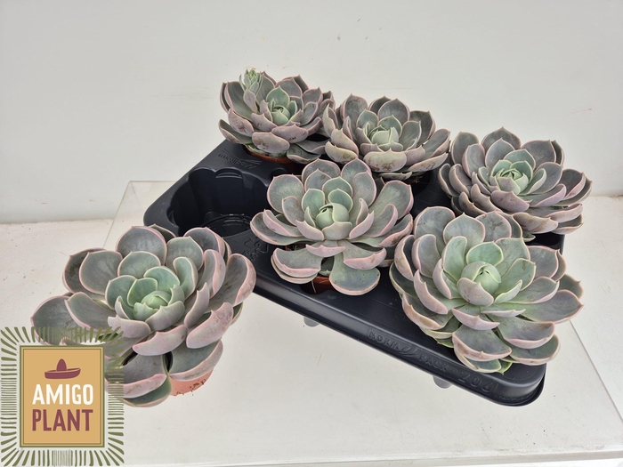 <h4>ECHEV LOTUS</h4>