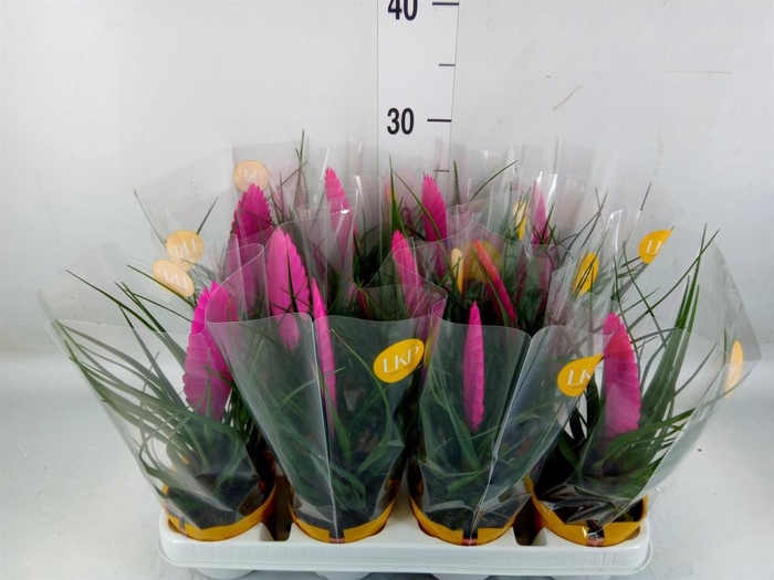 <h4>Tillandsia cyanea 'Vincent'</h4>