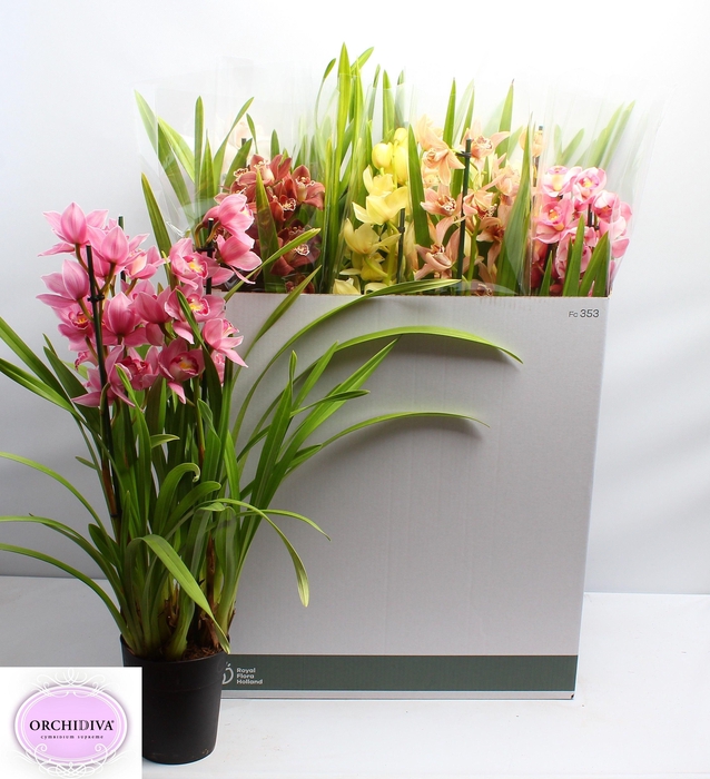 <h4>CYMB GEMENGD</h4>