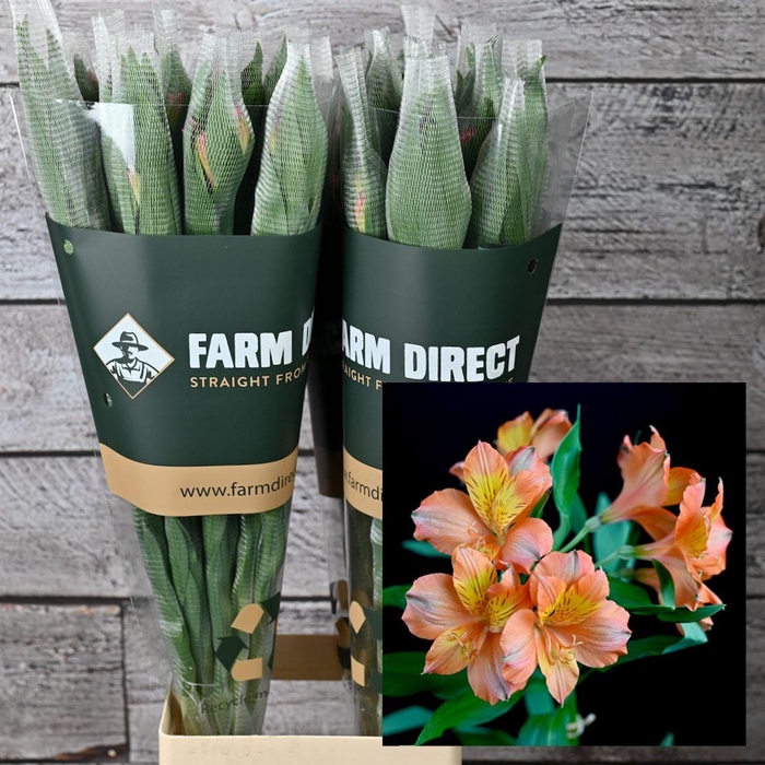 <h4>Alstro Orange Queen 70gr</h4>