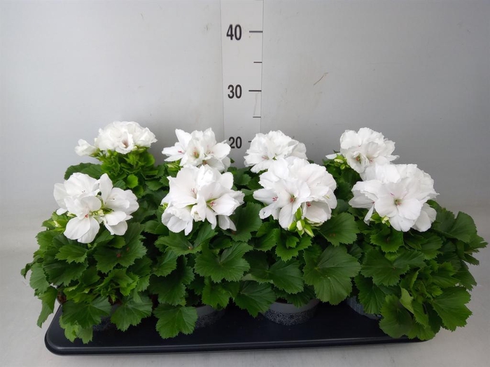 <h4>Pelargonium gran.   ..</h4>