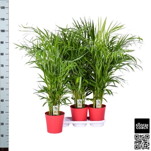 DYPSIS LUTESCENS