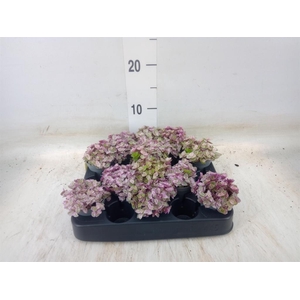 Callisia repens 'Rosato'