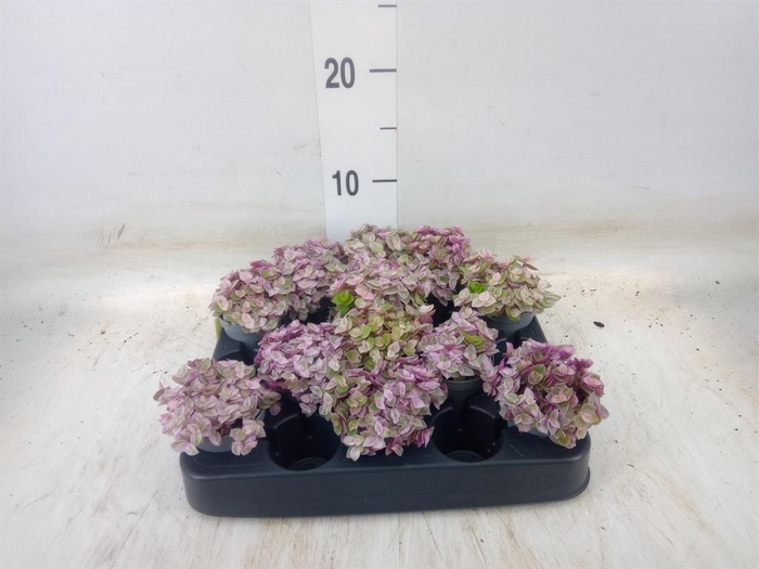 <h4>Callisia repens 'Rosato'</h4>